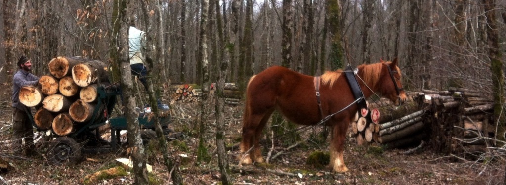 Exploitation de la forêt en traction animale