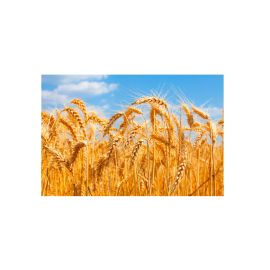 BIOFERMENT A GRANEL