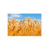 BIOFERMENT A GRANEL