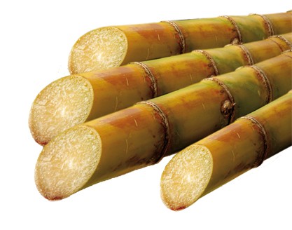 Sucre glace Bio Demeter vrac